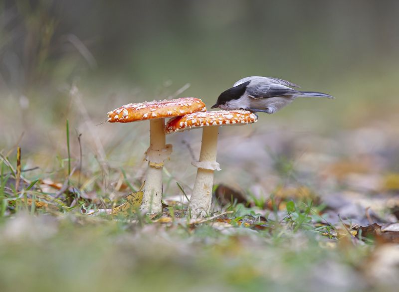 Любознательная гаичка фото превью