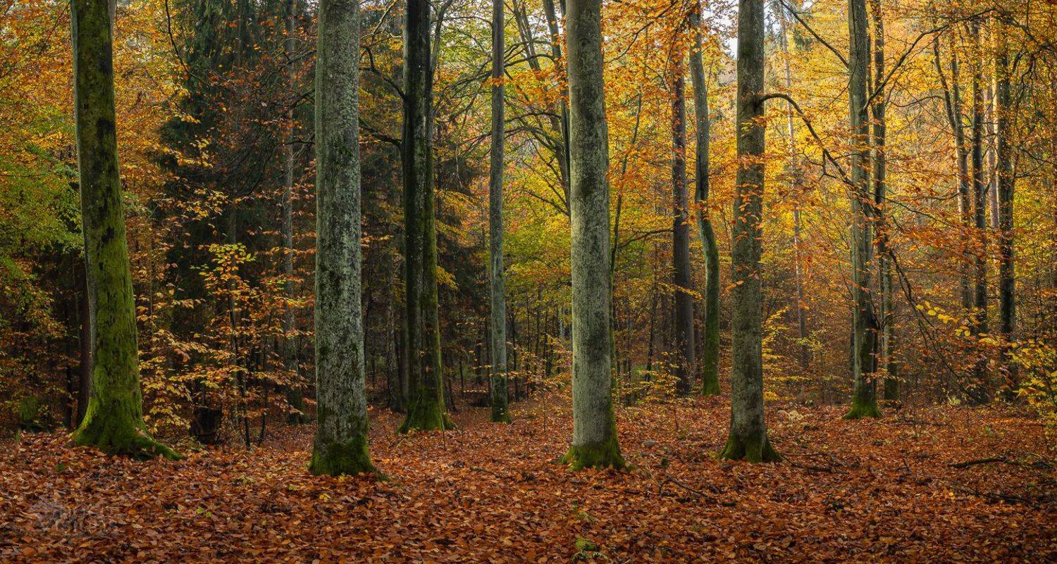 beech,tree,forest,trees,autumn,autumnal,colorful,woodland,woods,nature,landscape,panoramic,, Photo Visions