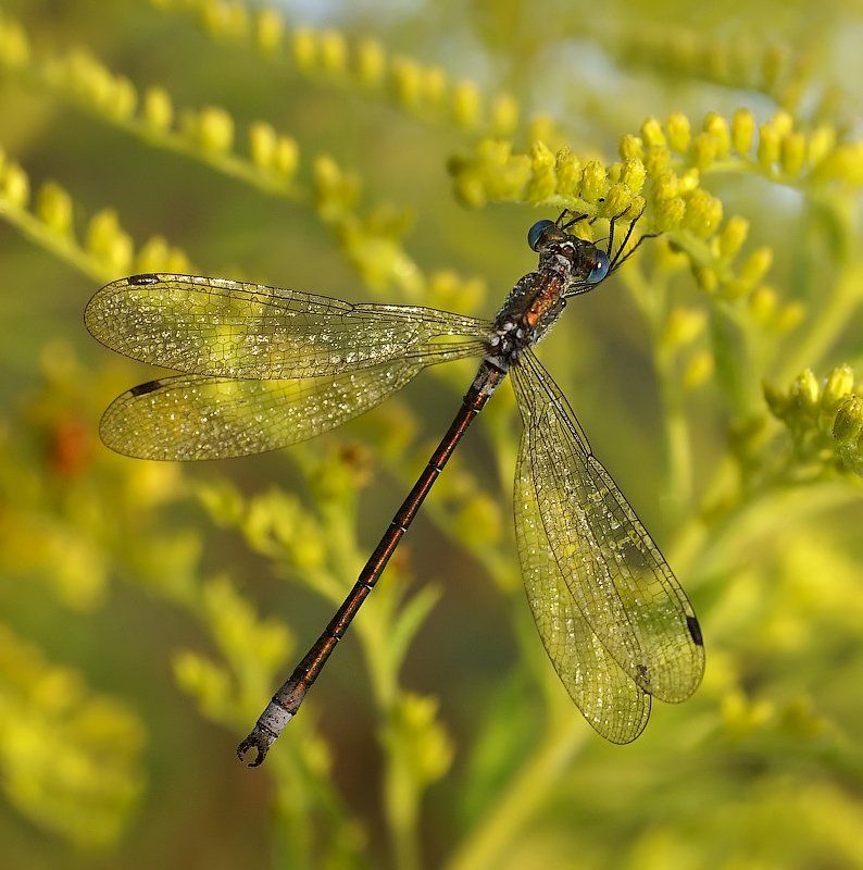 *** фото превью