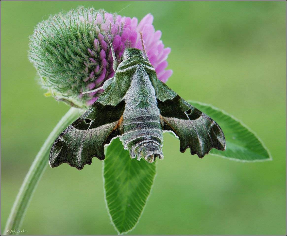 , Александр Чувилин