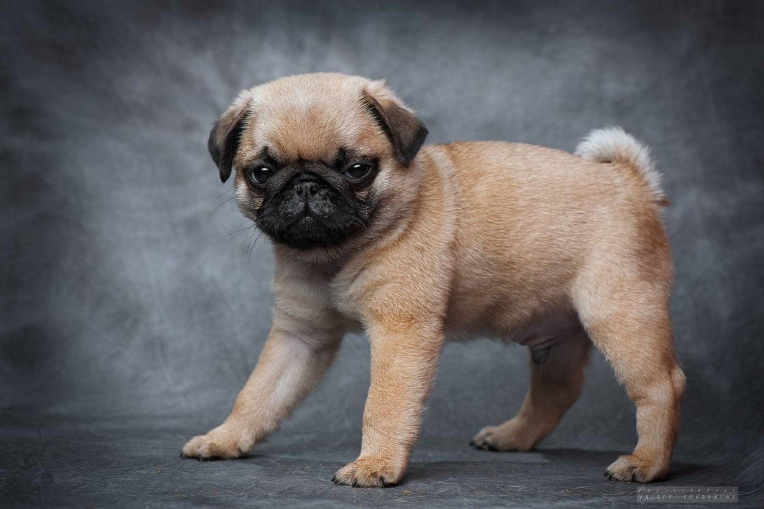 , Валерий Коновалов