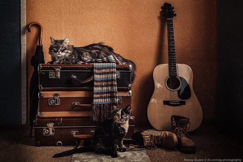 Cat story