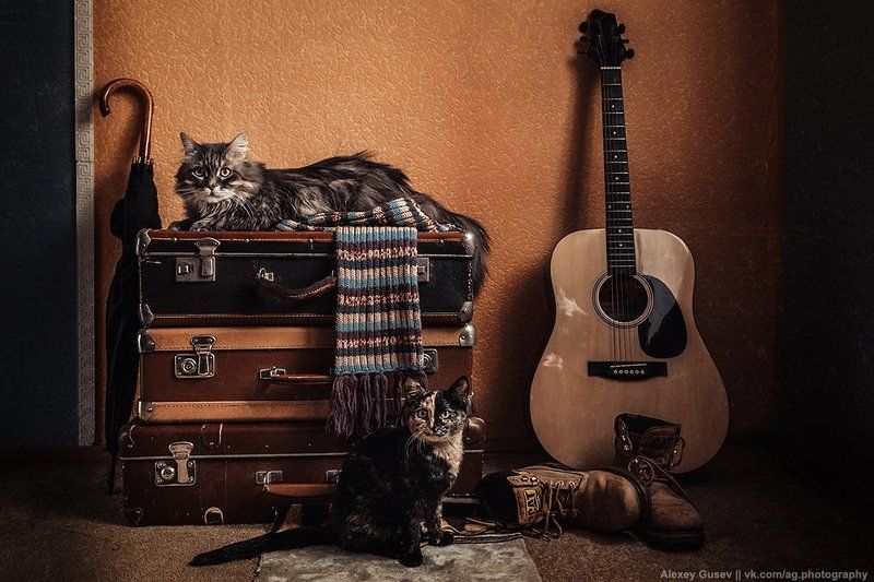 boots, cat, guitar, scarf, still life, suitcase, umbrella Cat story фото превью