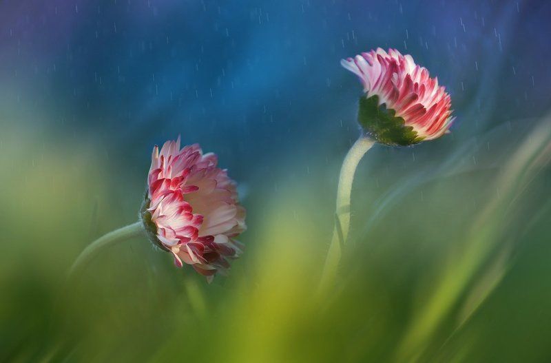 Танцы под дождем фото превью