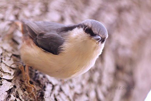 Eurasian nuthatch ,Обыкновенный поползень -  Sitta europaea