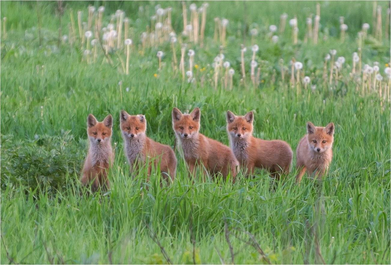 , Руслан Сигушин