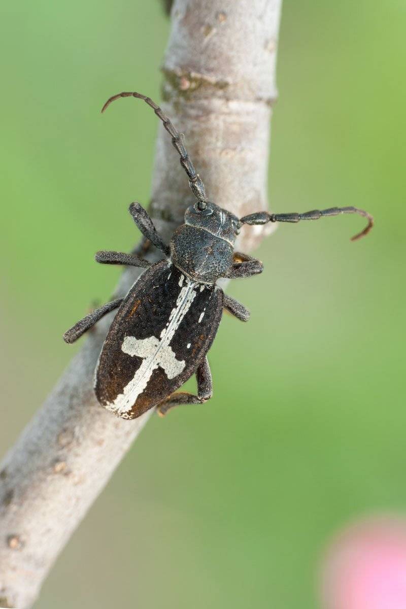 , Роман Рысь