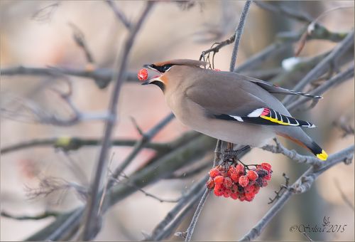 Сладкая ягодка