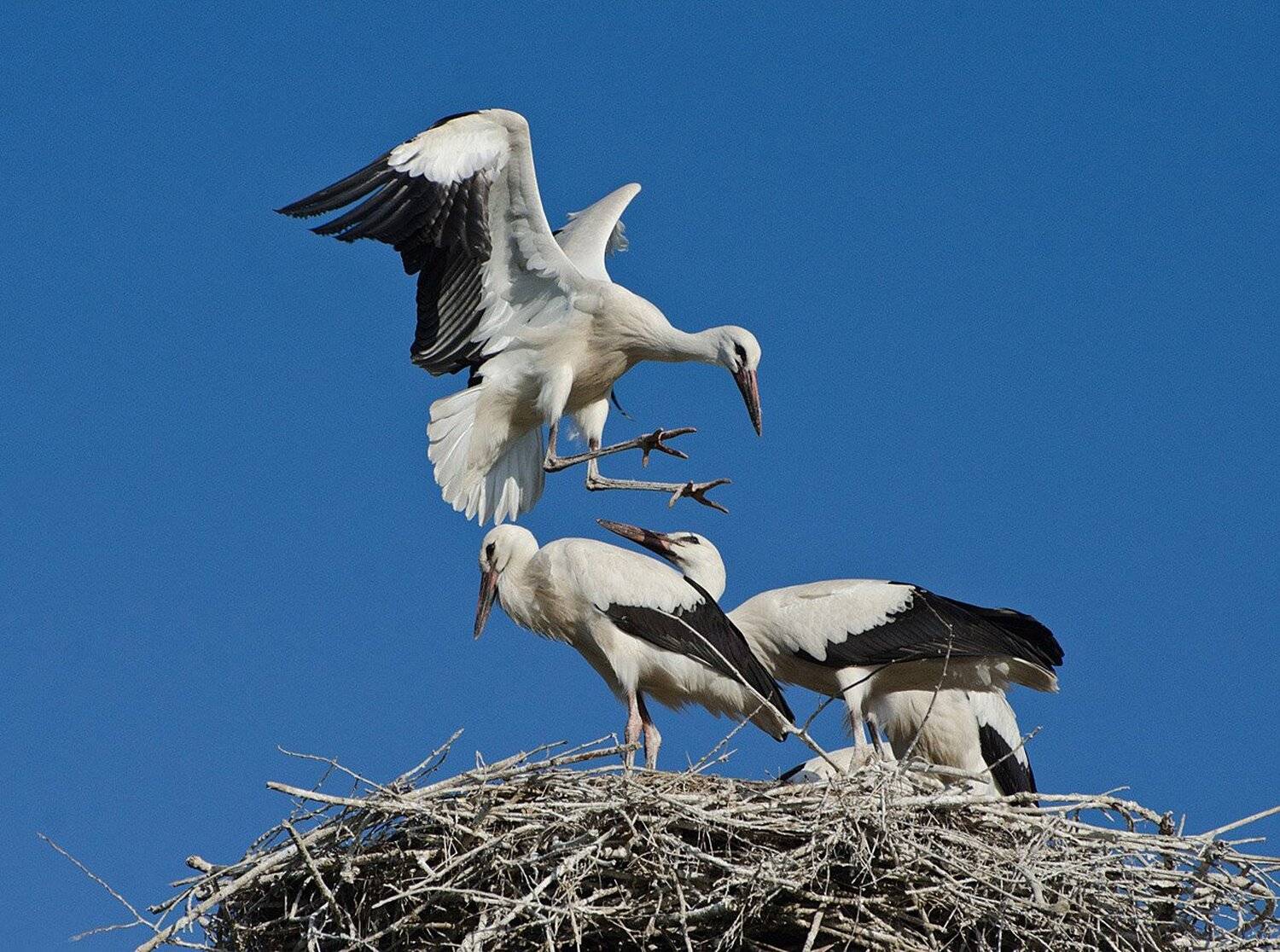 , Михаил Агеев