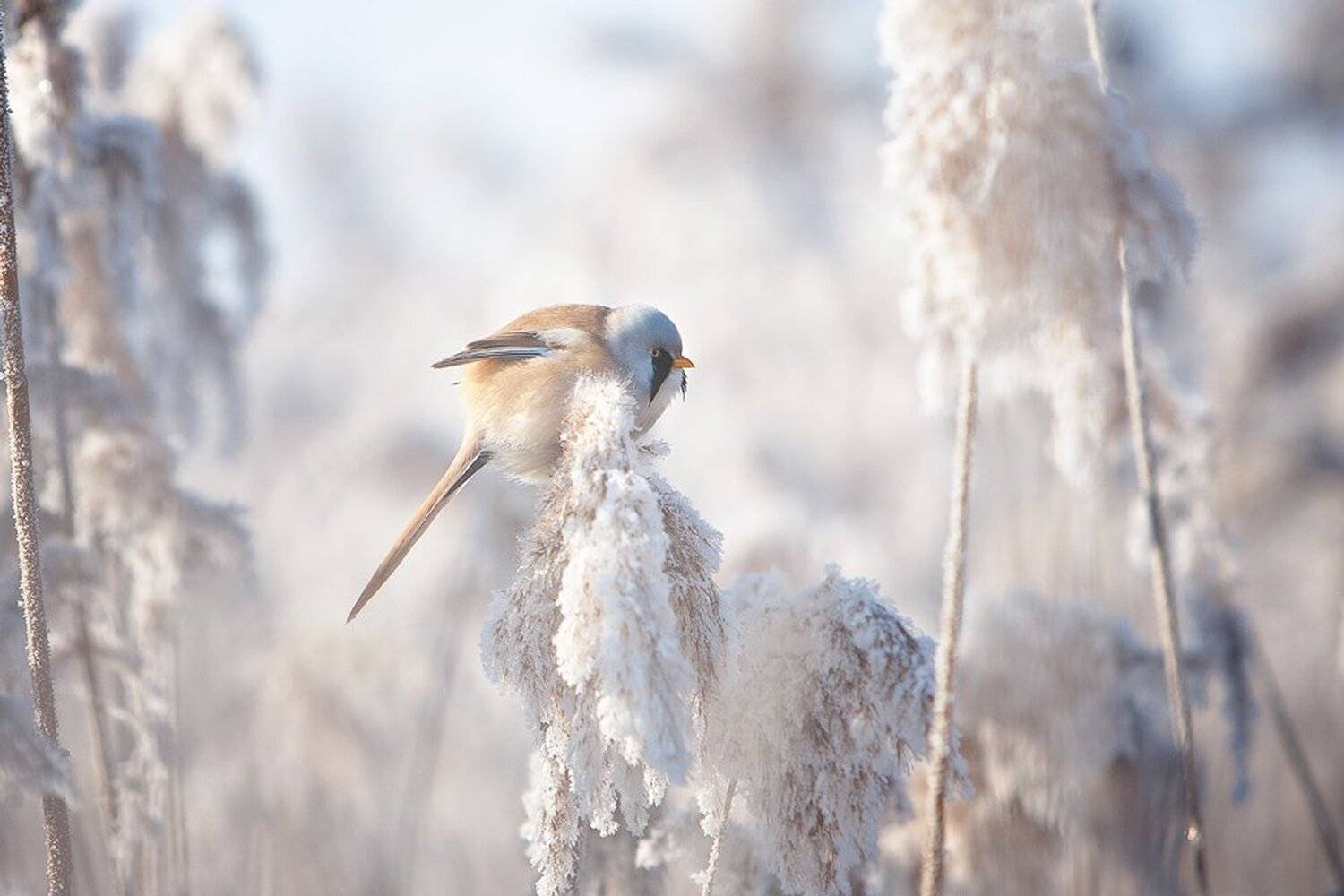 , Юрий Сорокин