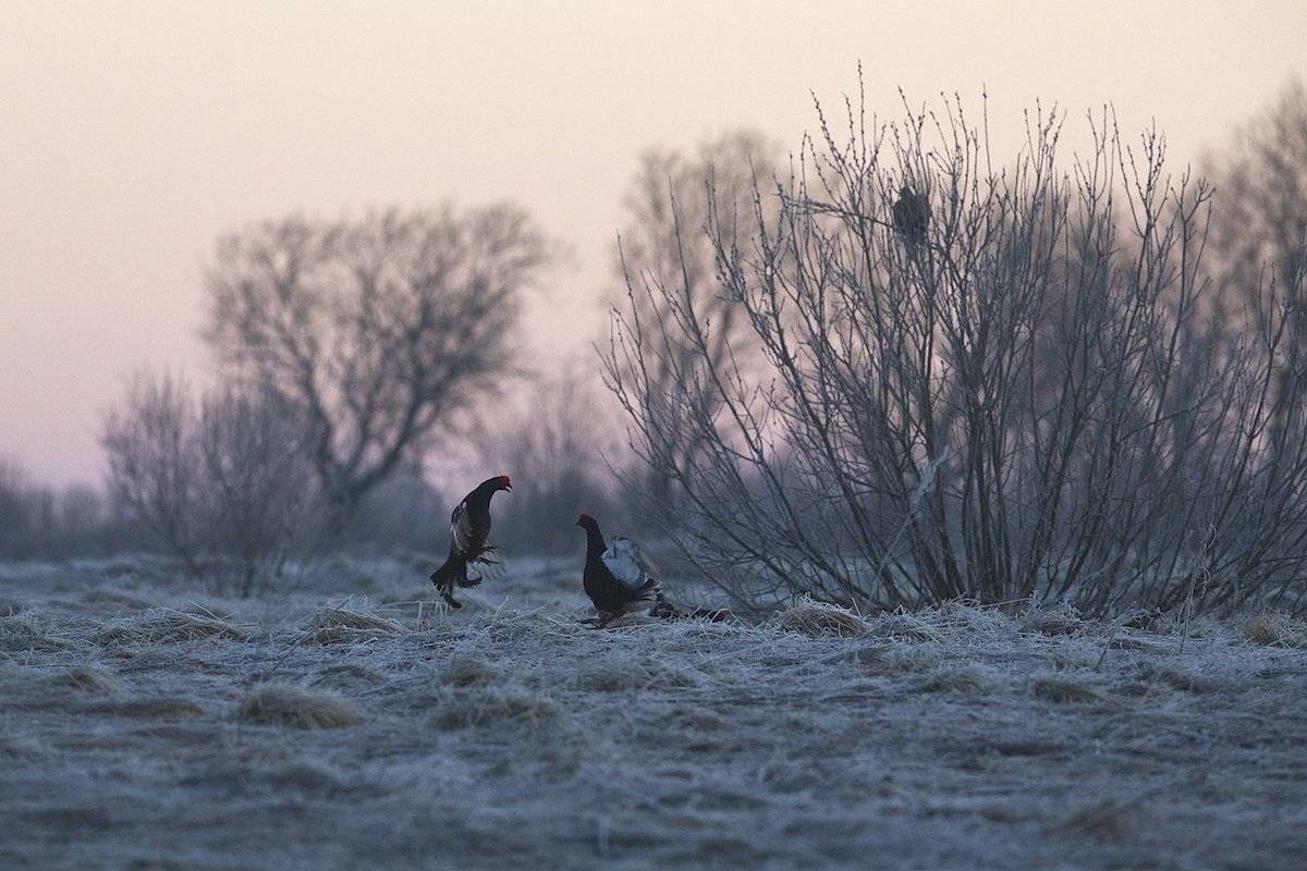 дикая природа, пейзаж, рассвет, россия, тверская область, тетерев-косач, утро, Мазурин Евгений