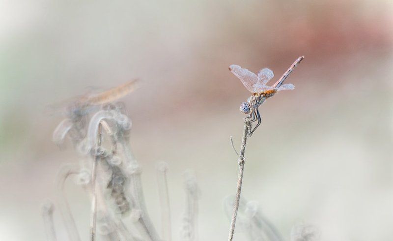 Вспоминая лето. фото превью