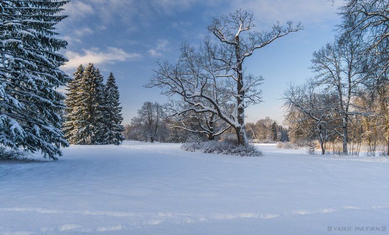 В Павловском парке ... фото превью