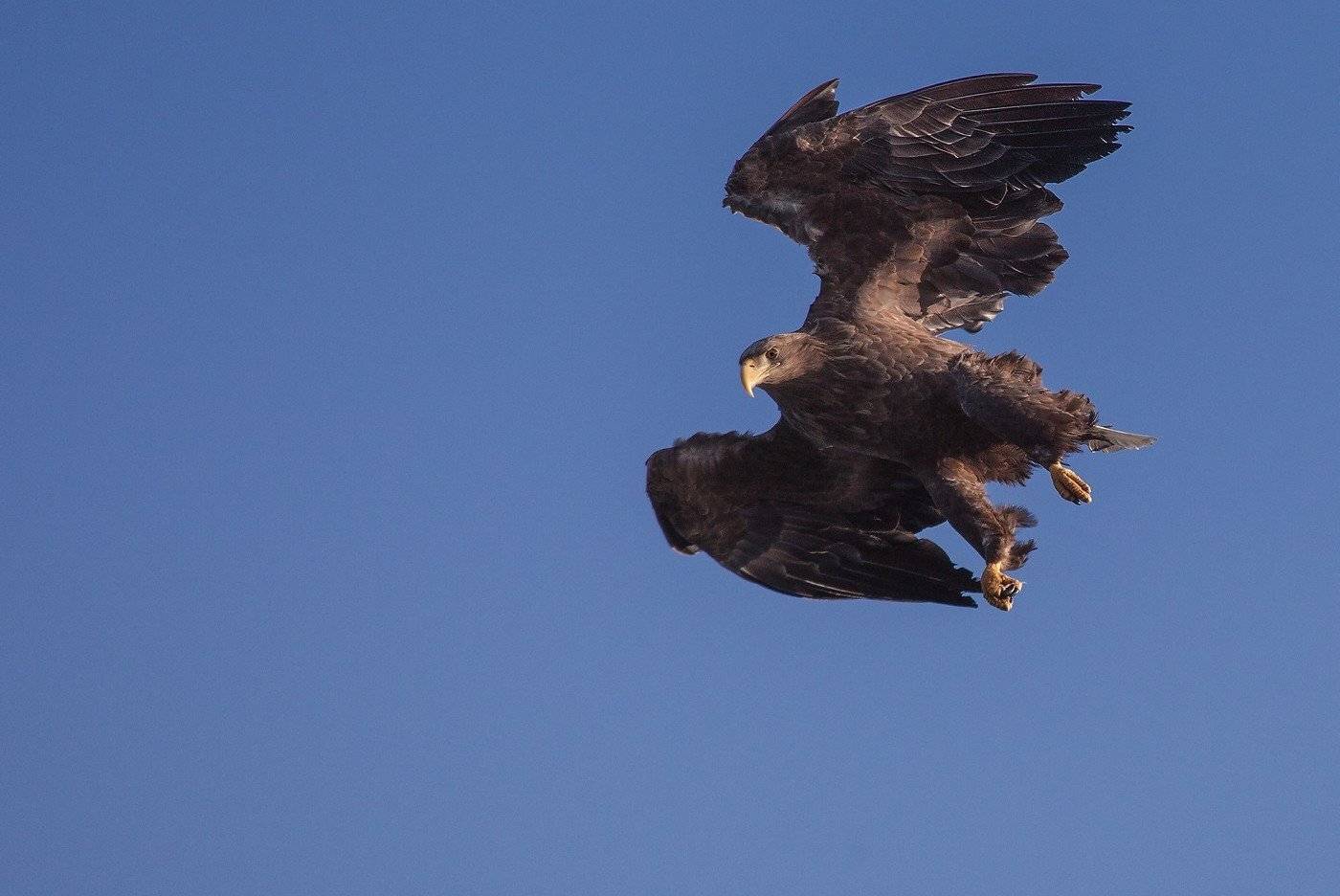 орлан белохвостый, Евгений Слободской