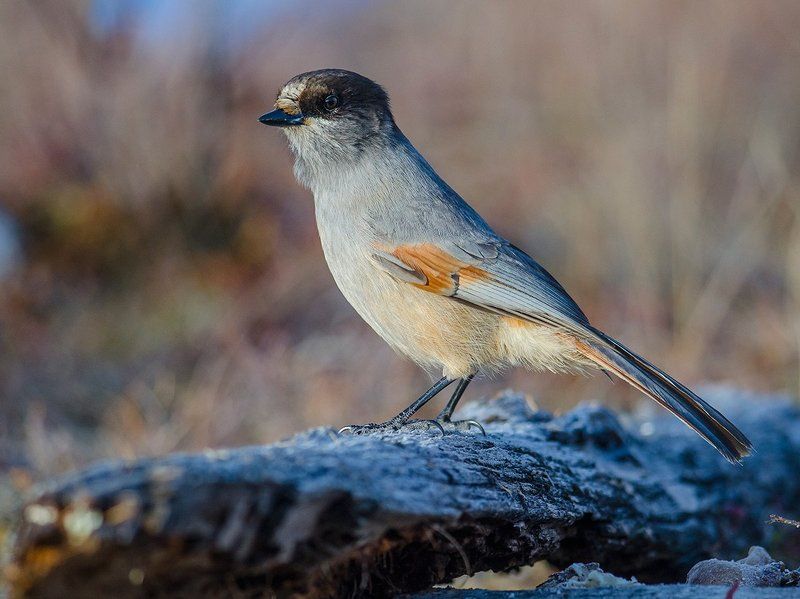 Кукши фото превью