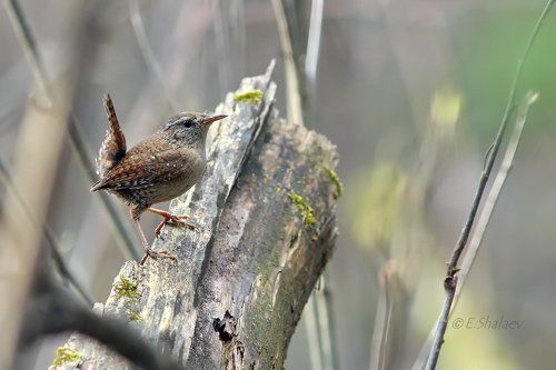 Eurasian wren ,Обыкновенный крапивник - Troglodytes troglodytes