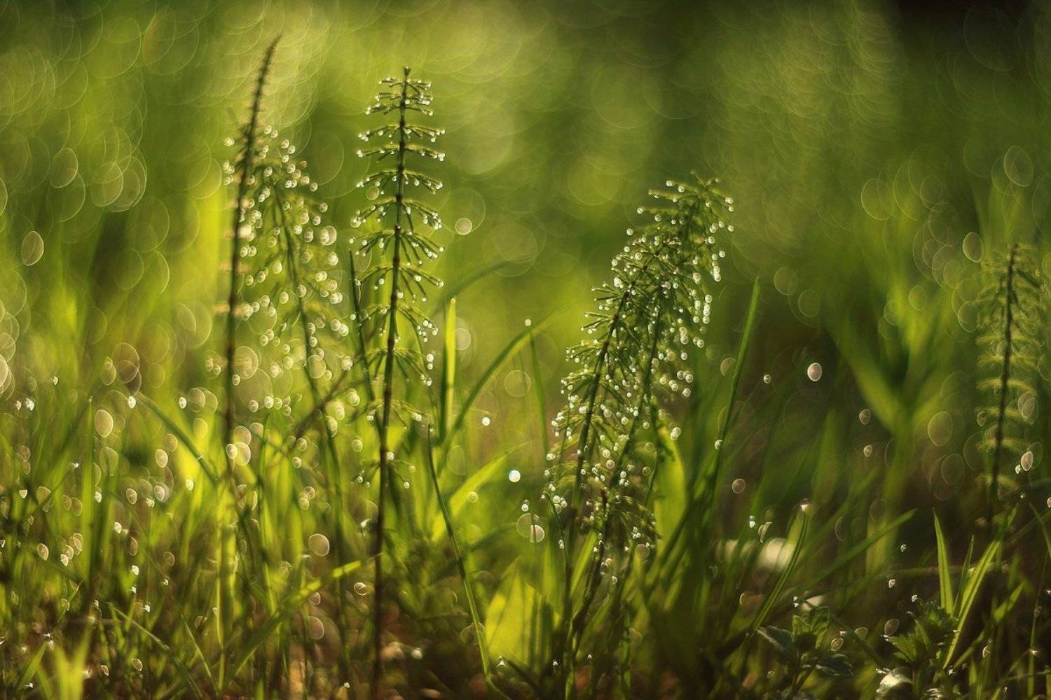 лето, природа, роса, Таня SHE (Aiya)