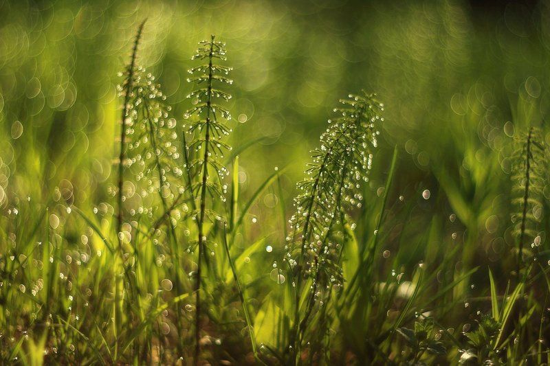 лето, природа, роса Солнечным утром фото превью