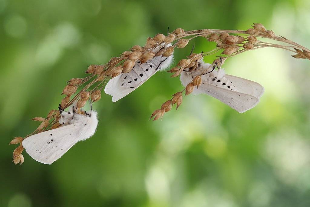 , Сергей Таланов