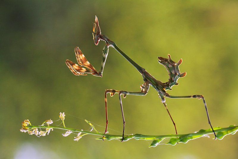 conehead mantis фото превью