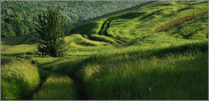 Летние дорожки фото превью