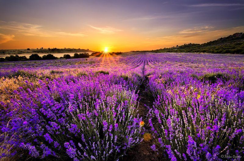 Lavender field фото превью