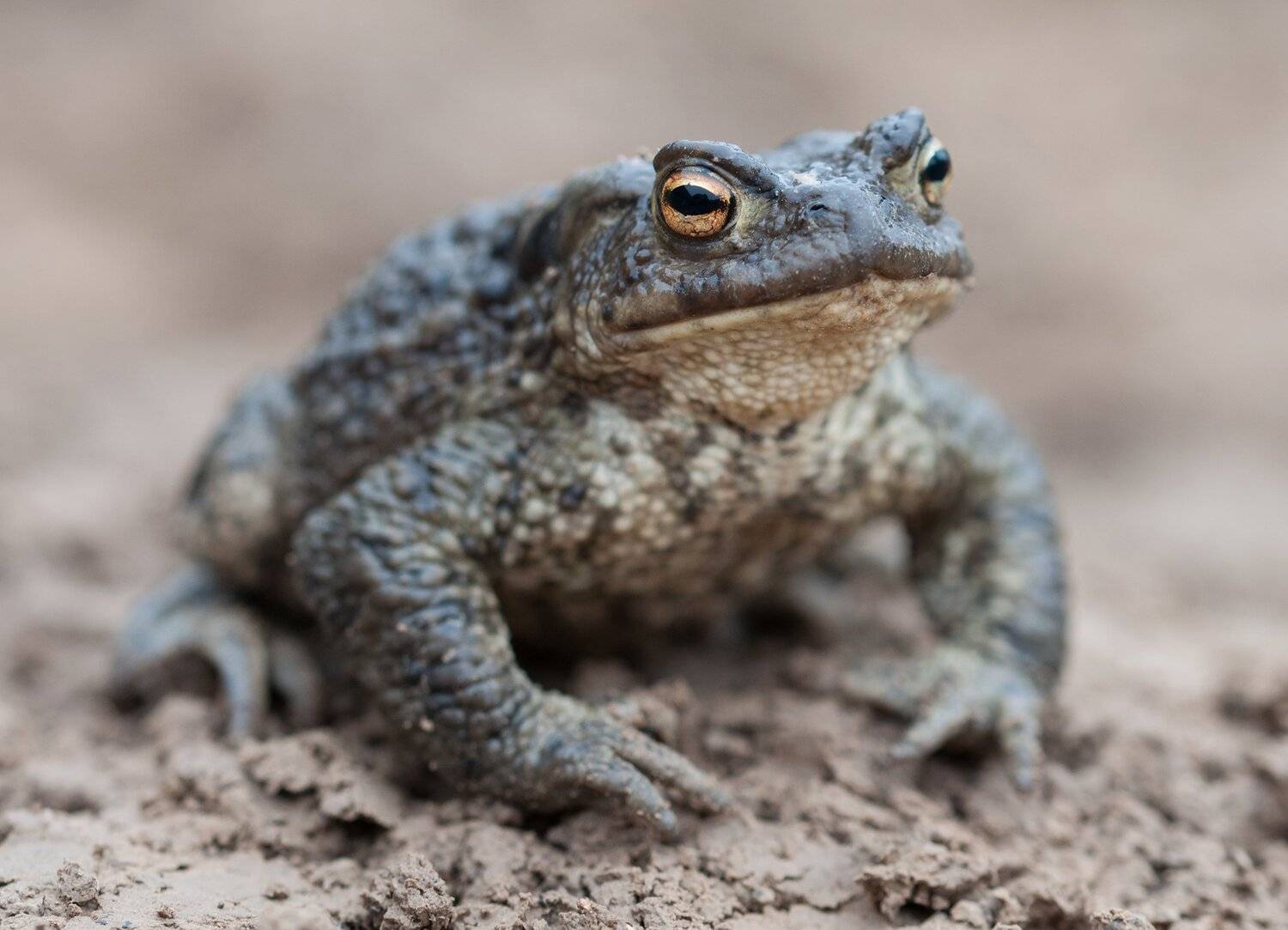 Дракон, tanatos