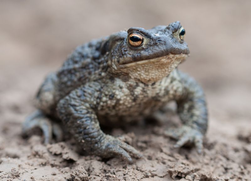 Дракон Жаб фото превью