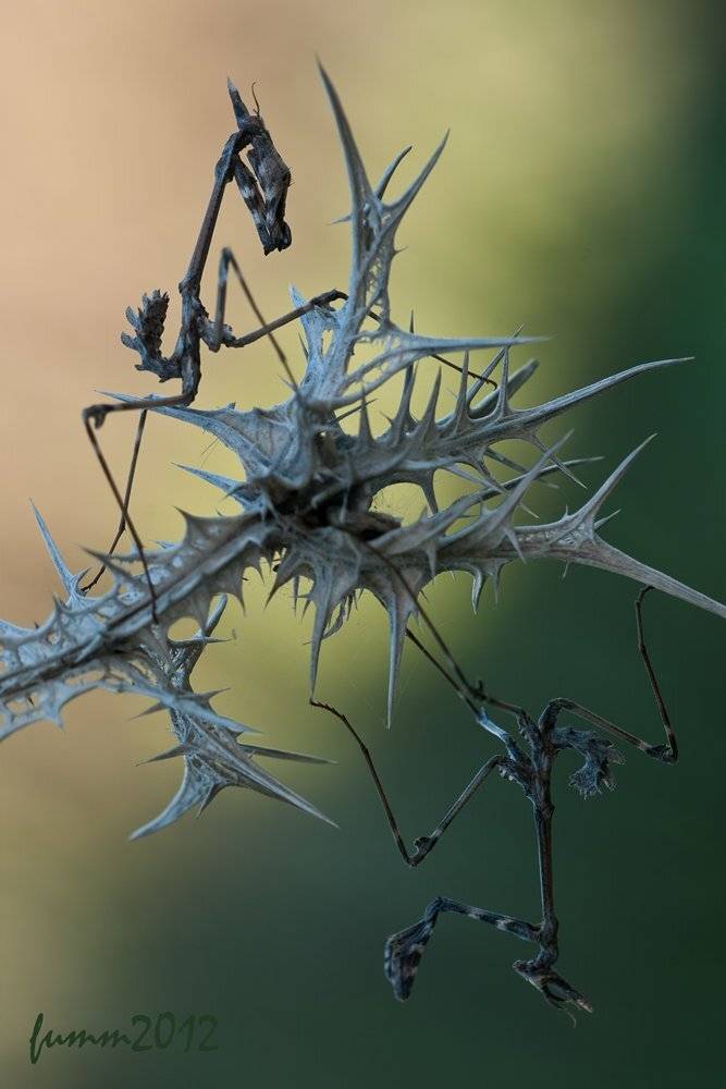 , Игорь ФУММ