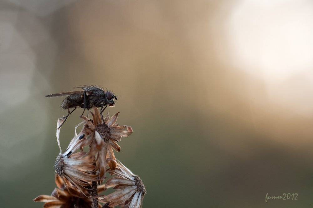 , Игорь ФУММ