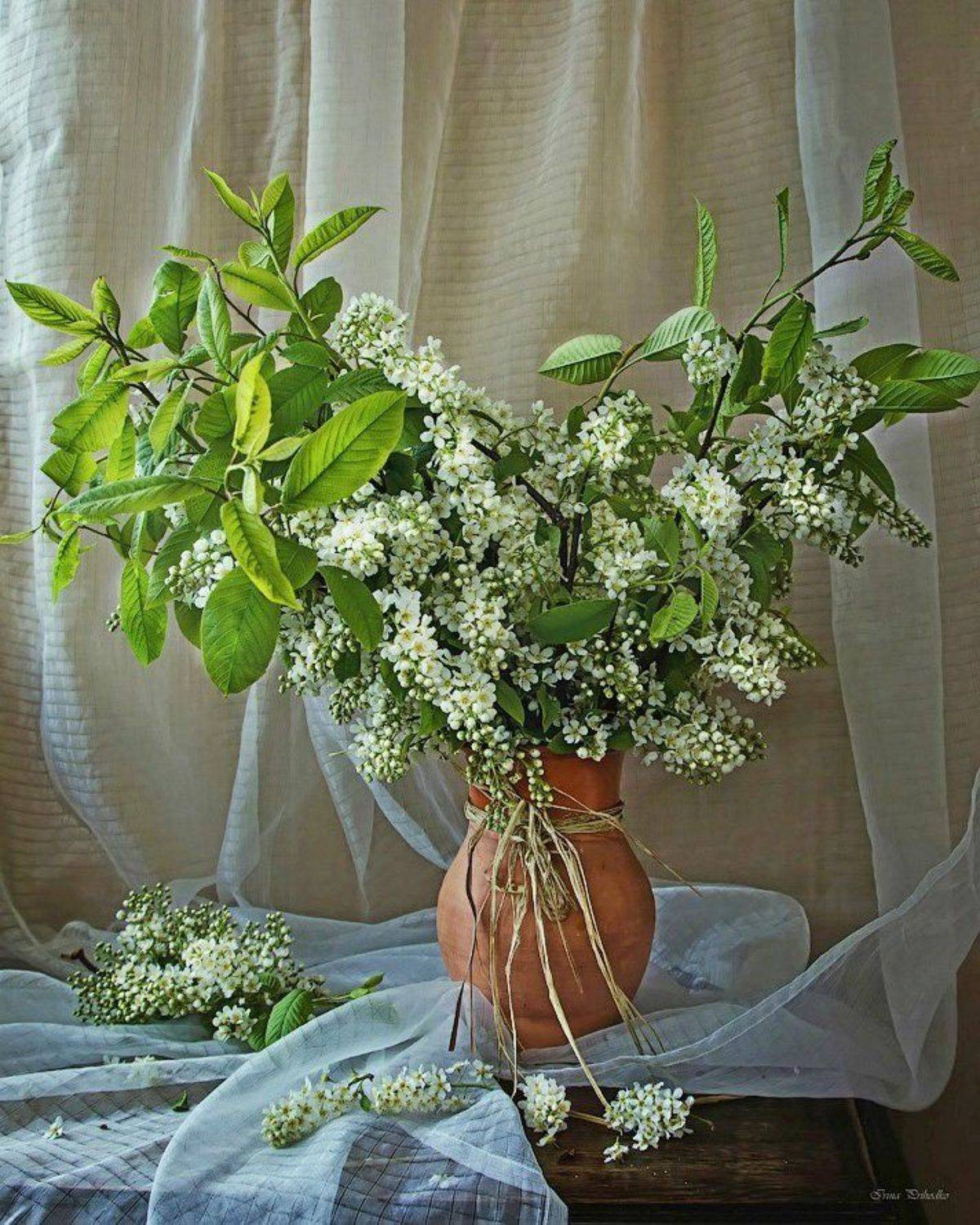 фото натюрморт, букет черемухи, кувшин, Ирина Приходько