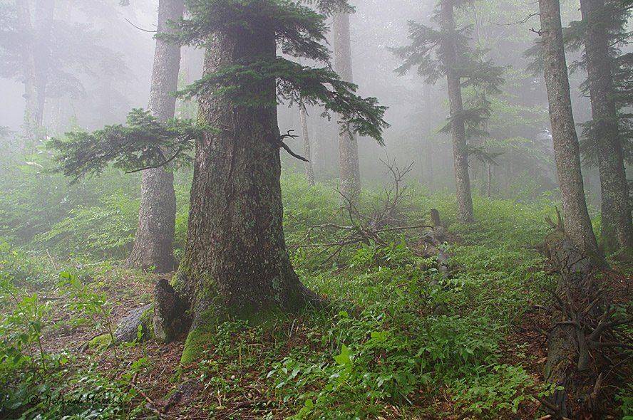 , Ловиков Михаил