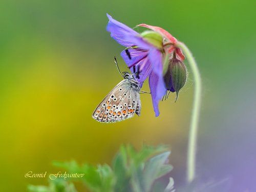 Flower Rhapsody And Blues