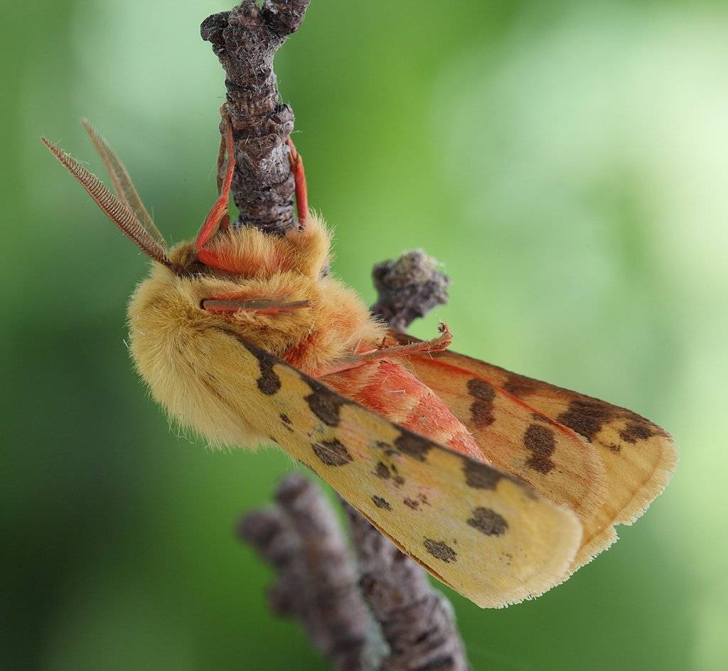 , Сергей Таланов