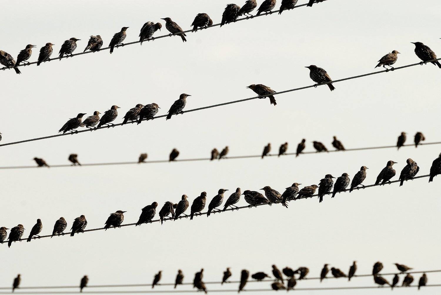 , Орлов Михаил