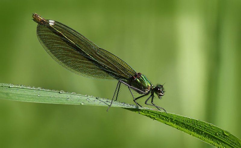 Calopteryx virgo фото превью