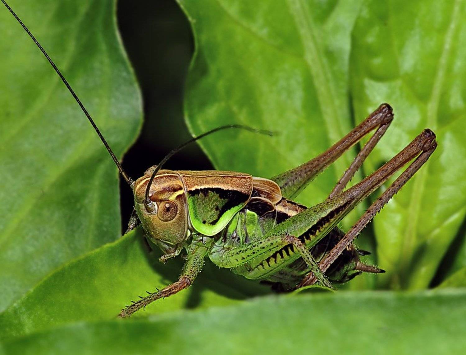 , Александр Демин