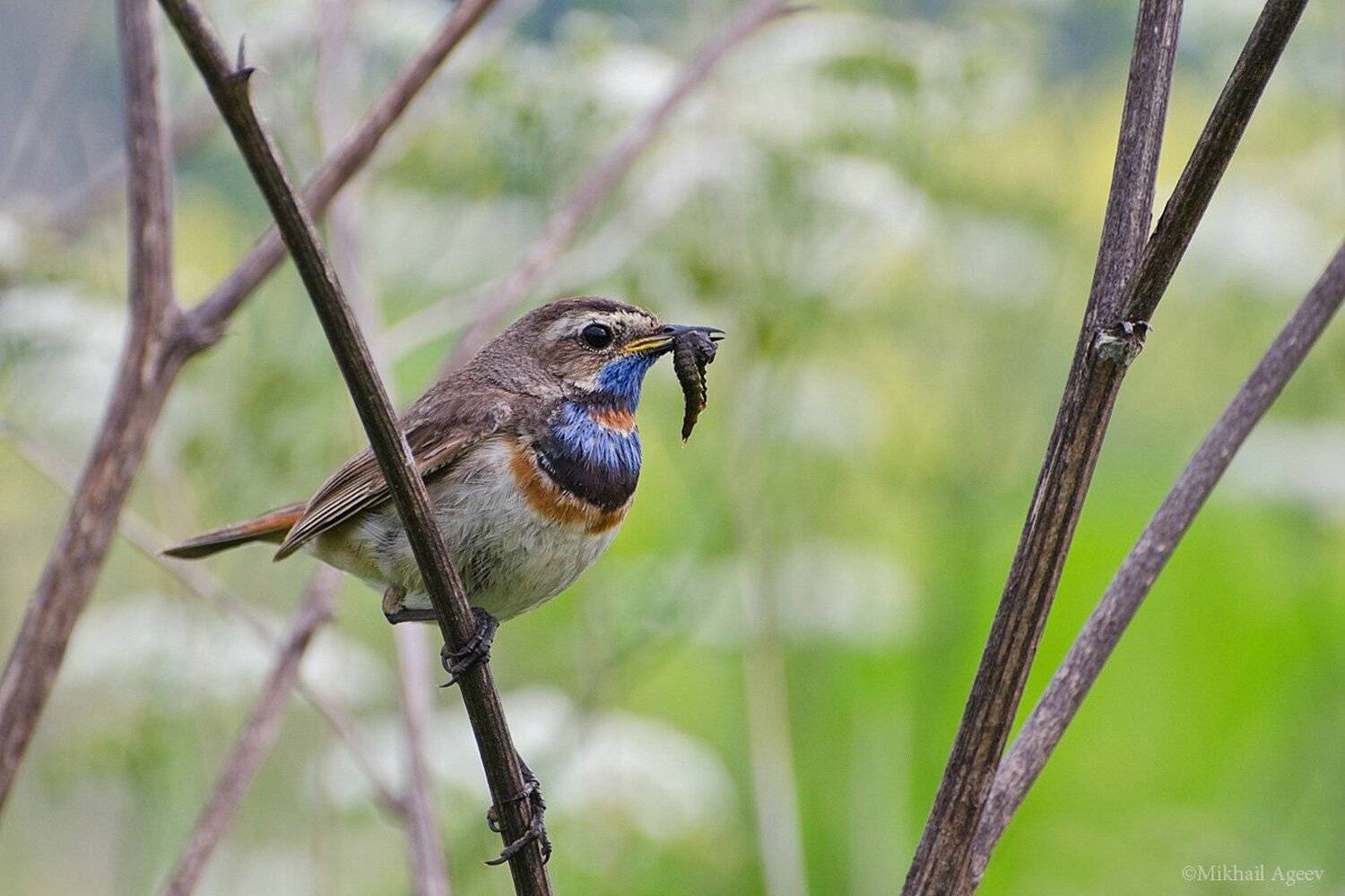 , Михаил Агеев