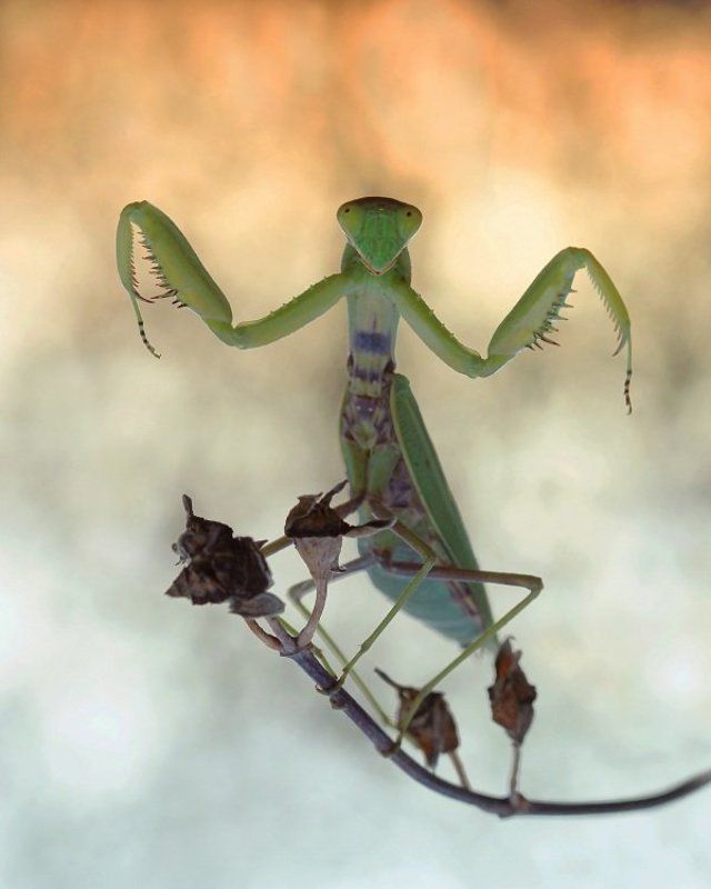 Боевая стойка фото превью