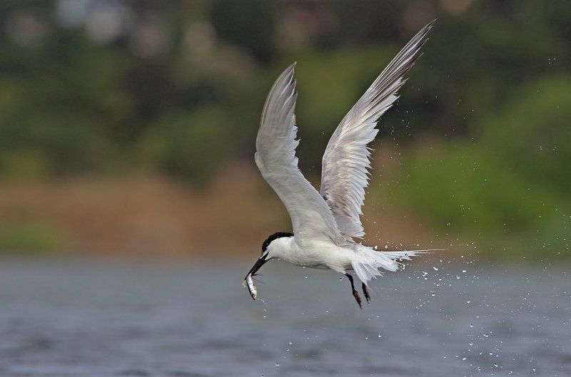 Удачной охоты фото превью