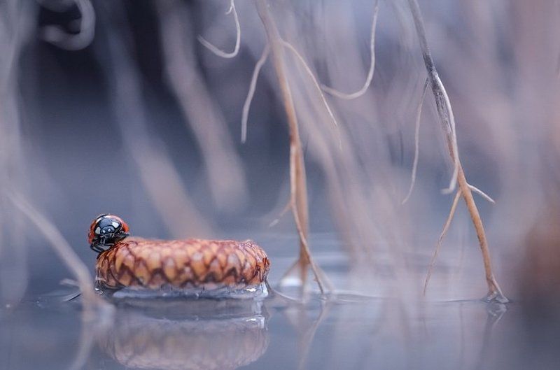 На маленьком плоту фото превью