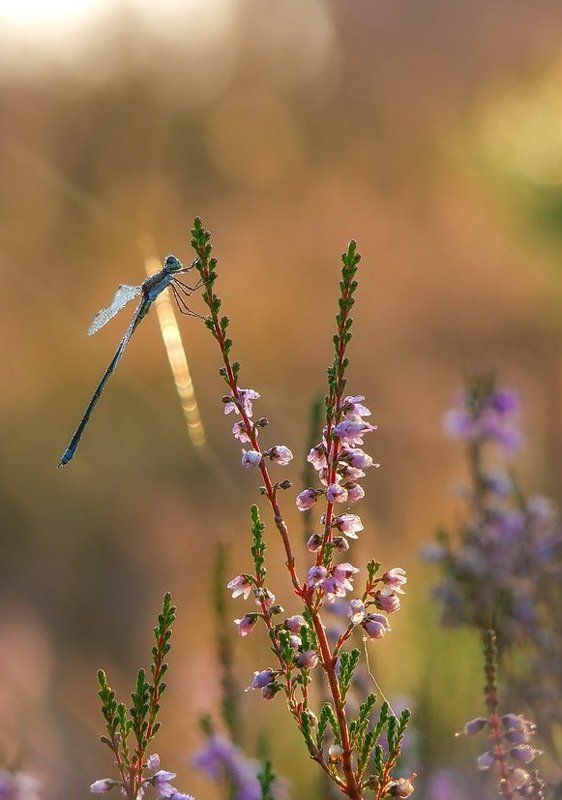 Любимый вереск фото превью