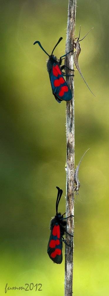 , Игорь ФУММ