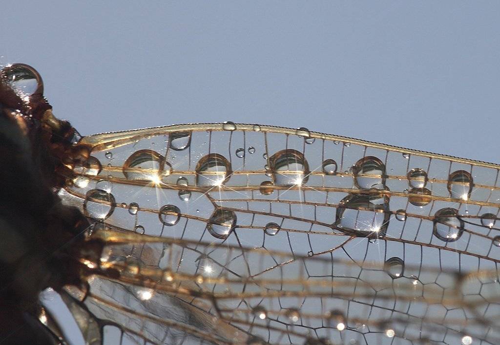 , Сергей Таланов