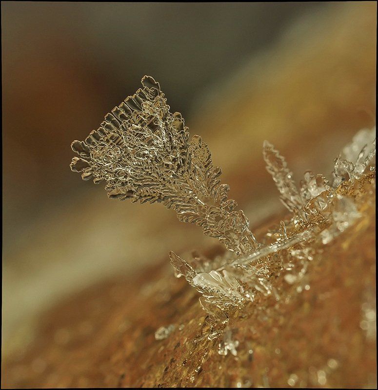 Кубок дождя... фото превью