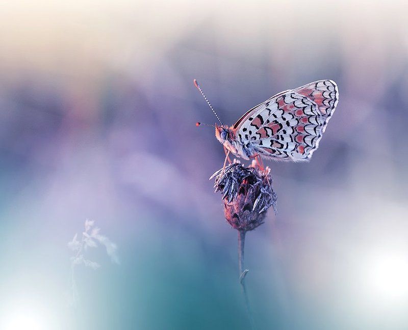 Butterfly, Close-up, Macro, Nature, Nikon ~~*~~ фото превью
