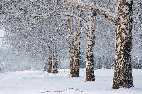 Зимние этюды