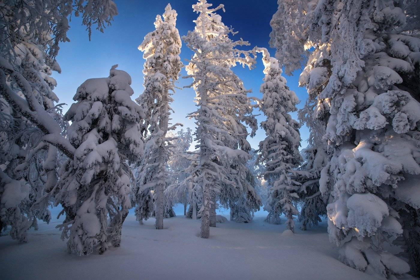 Ели, Зима, Снег, Сугробы, Урал, Ялангас, Владимир Ляпин