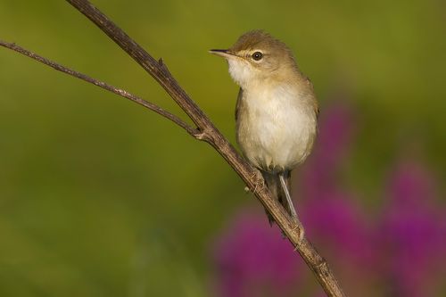 Marsh warbler.