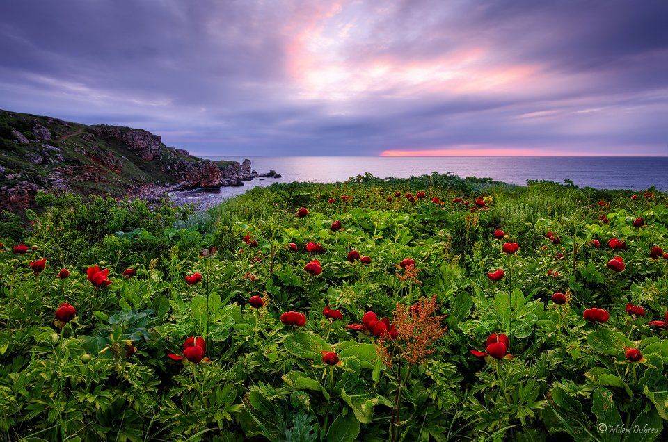 , Милен Добрев